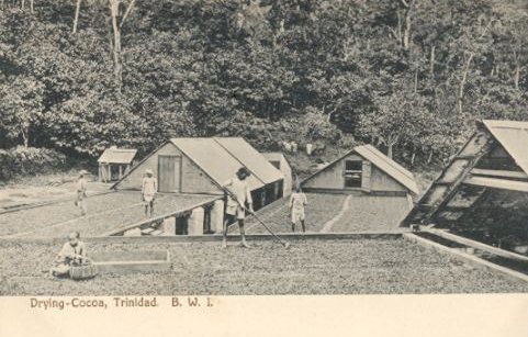 Drying Cocoa